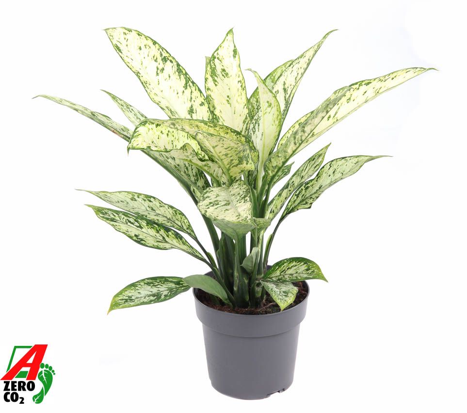 Горшечные цветы и растения оптом Dieffenbachia Vesuvius от 1шт из Голландии с доставкой по России