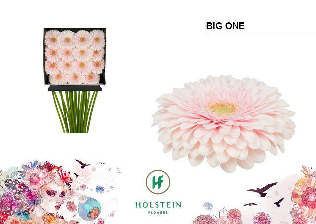 Срезанные цветы оптом Gerbera diamond gerponi big one от 15шт из Голландии с доставкой по России