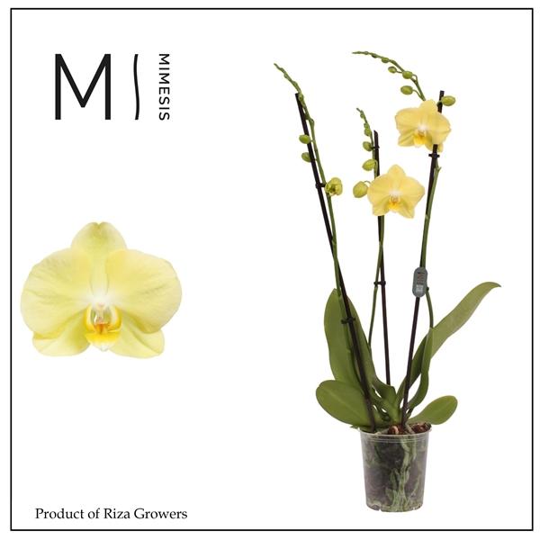 Горшечные цветы и растения оптом Phalaenopsis Mirage 2 Spike - 12cm | Mimesis от 10шт из Голландии с доставкой по России