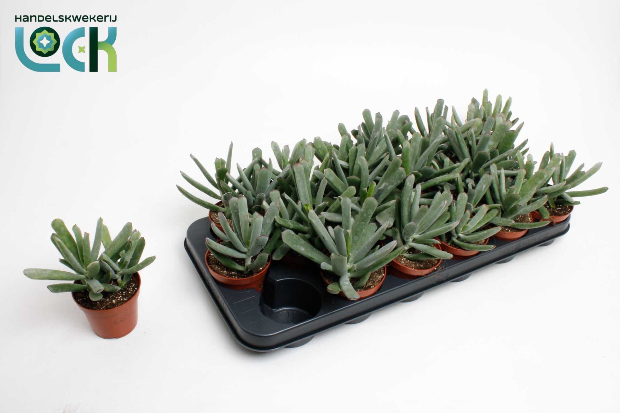 Горшечные цветы и растения оптом Cotyledon Octopus от 12шт (для телеги) из Голландии с доставкой по России
