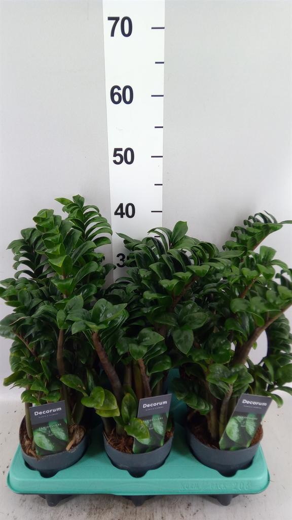 Горшечные цветы и растения оптом Zamioculcas Zamiifolia zenzi от 6шт из Голландии с доставкой по России