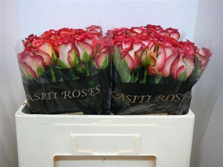 Срезанные цветы оптом Rosa large progress от 500шт из Голландии с доставкой по России