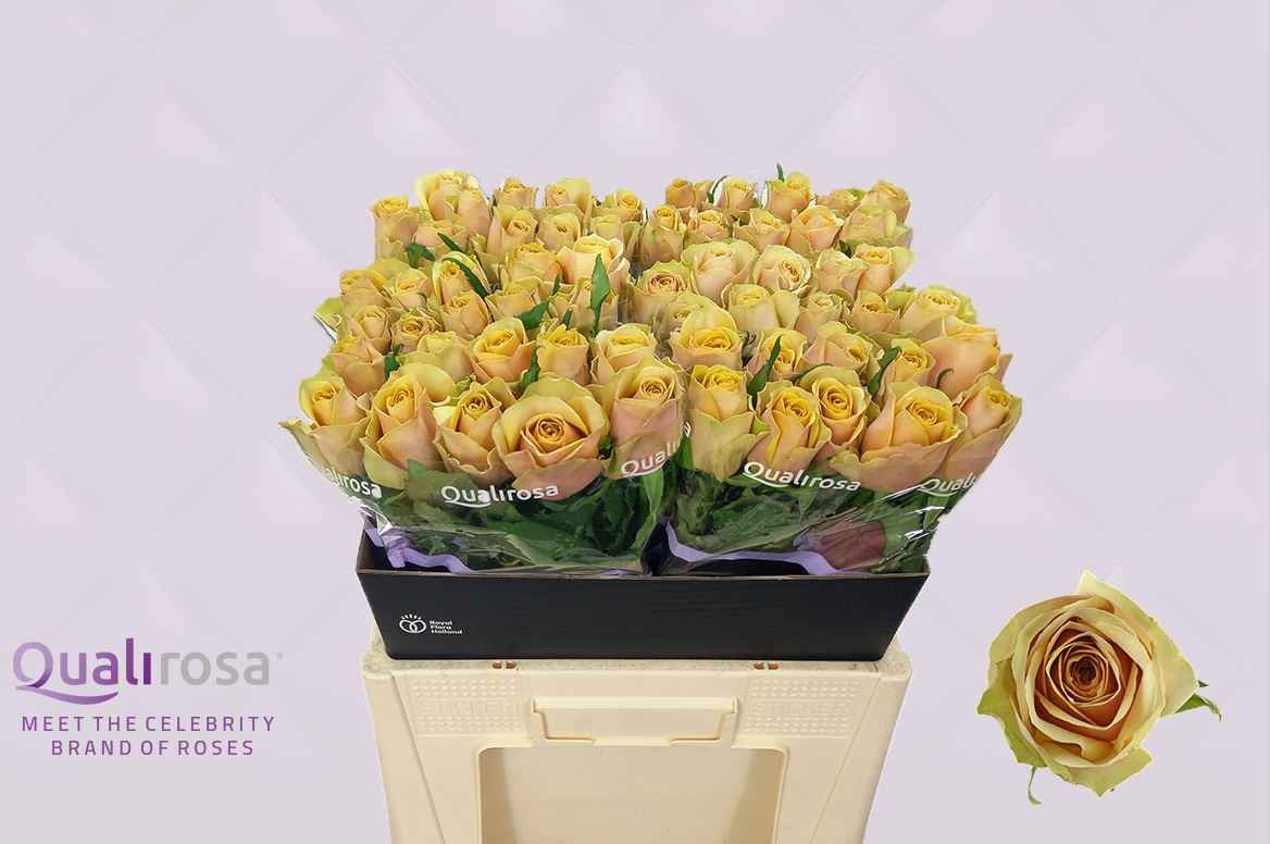 Срезанные цветы оптом Rosa la golden mustard от 80шт из Голландии с доставкой по России