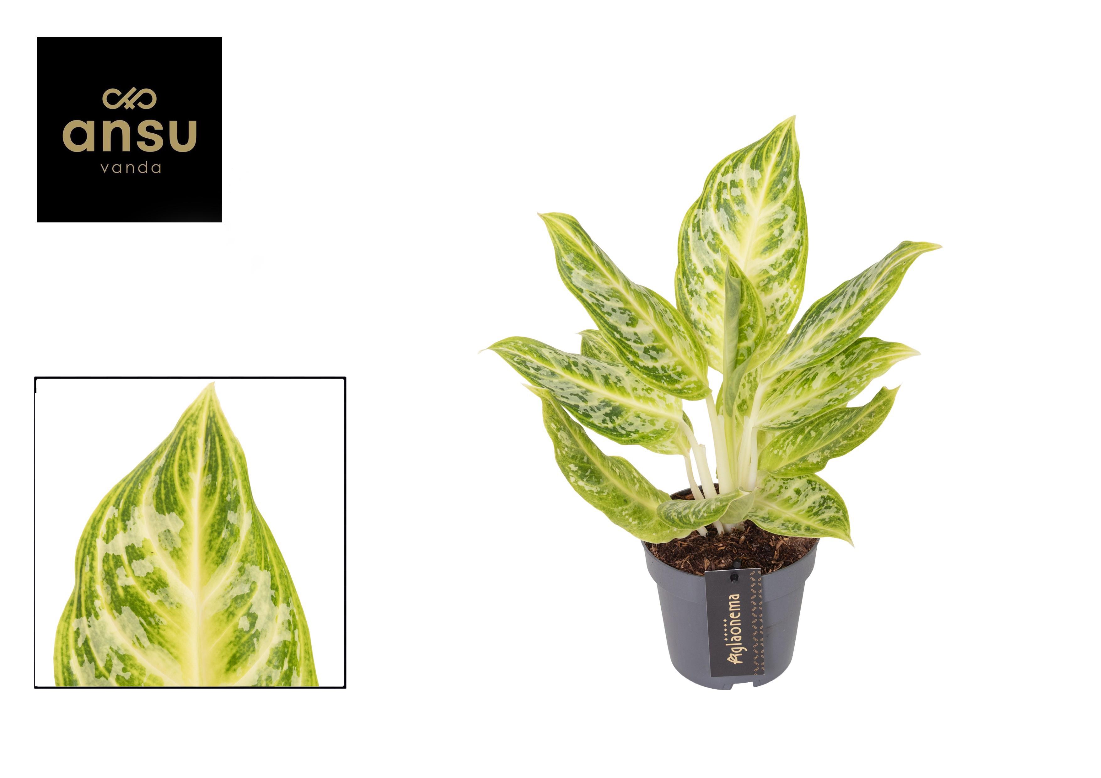 Горшечные цветы и растения оптом Aglaonema Citrus Glow от 6шт из Голландии с доставкой по России