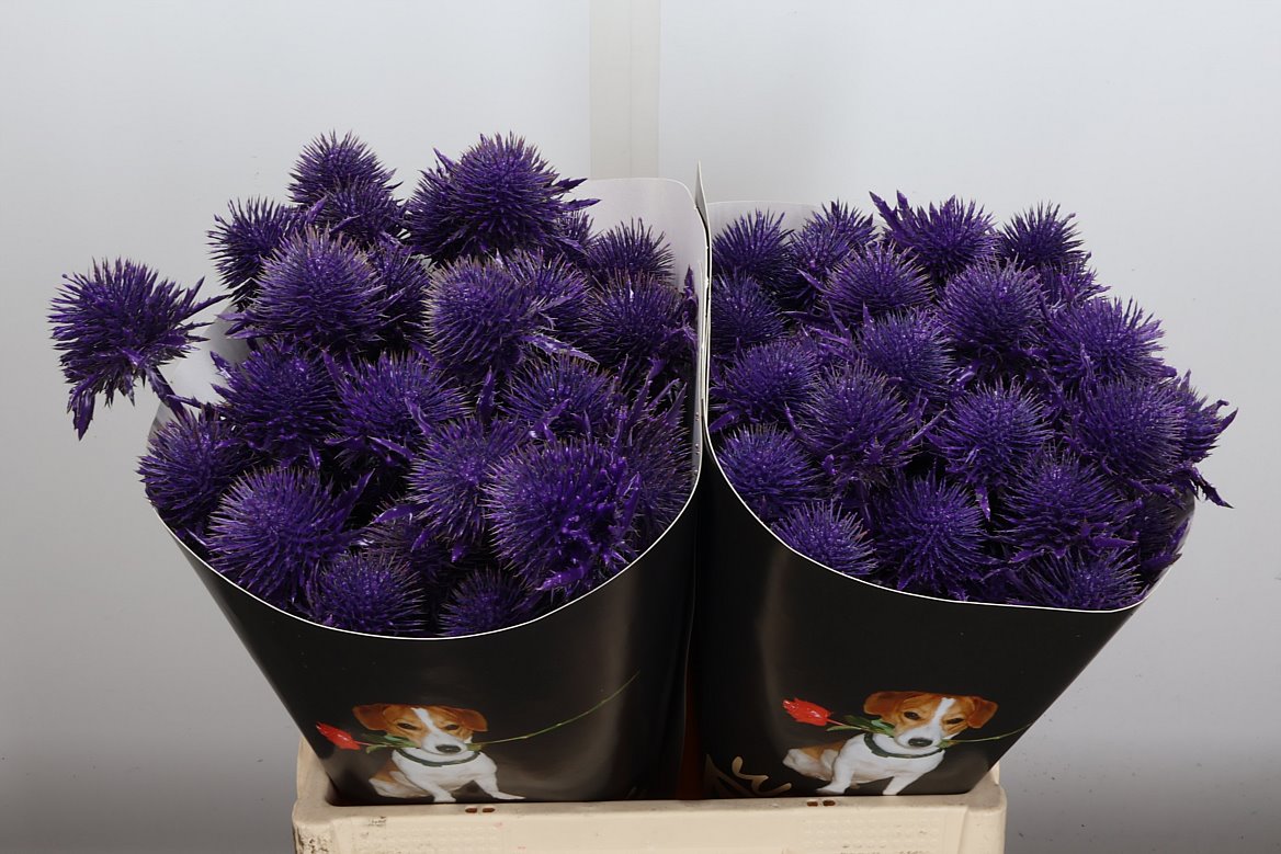 Срезанные цветы оптом Eryngium wax purple от 20шт из Голландии с доставкой по России