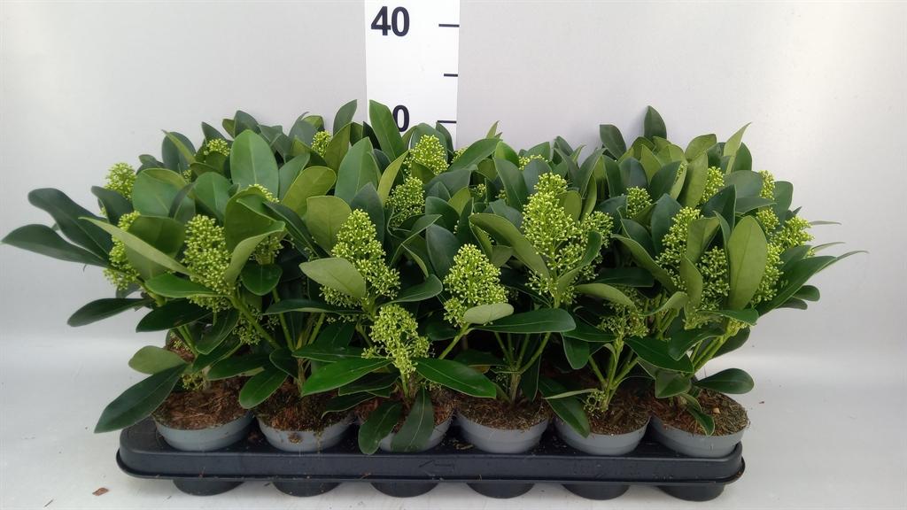 Горшечные цветы и растения оптом Skimmia Jap. finchy от 18шт (для телеги) из Голландии с доставкой по России