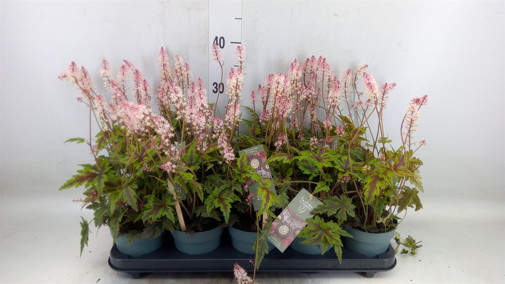 Горшечные цветы и растения оптом Tiarella Cordifolia от 10шт из Голландии с доставкой по России