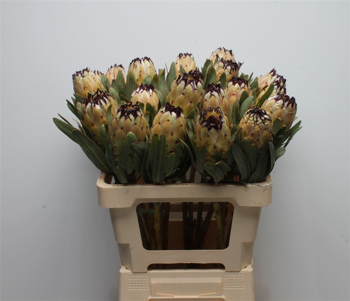 Срезанные цветы оптом Protea lady pearl от 20шт из Голландии с доставкой по России