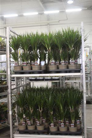 Горшечные цветы и растения оптом Dra Marginata 30-10 от 6шт из Голландии с доставкой по России