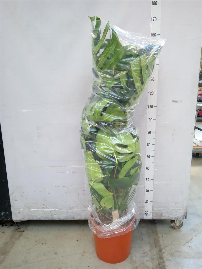 Горшечные цветы и растения оптом Monstera Delic. от 1шт из Голландии с доставкой по России