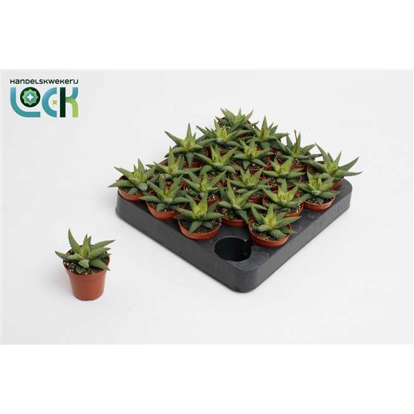 Горшечные цветы и растения оптом Haworthia Enon от 20шт (для телеги) из Голландии с доставкой по России