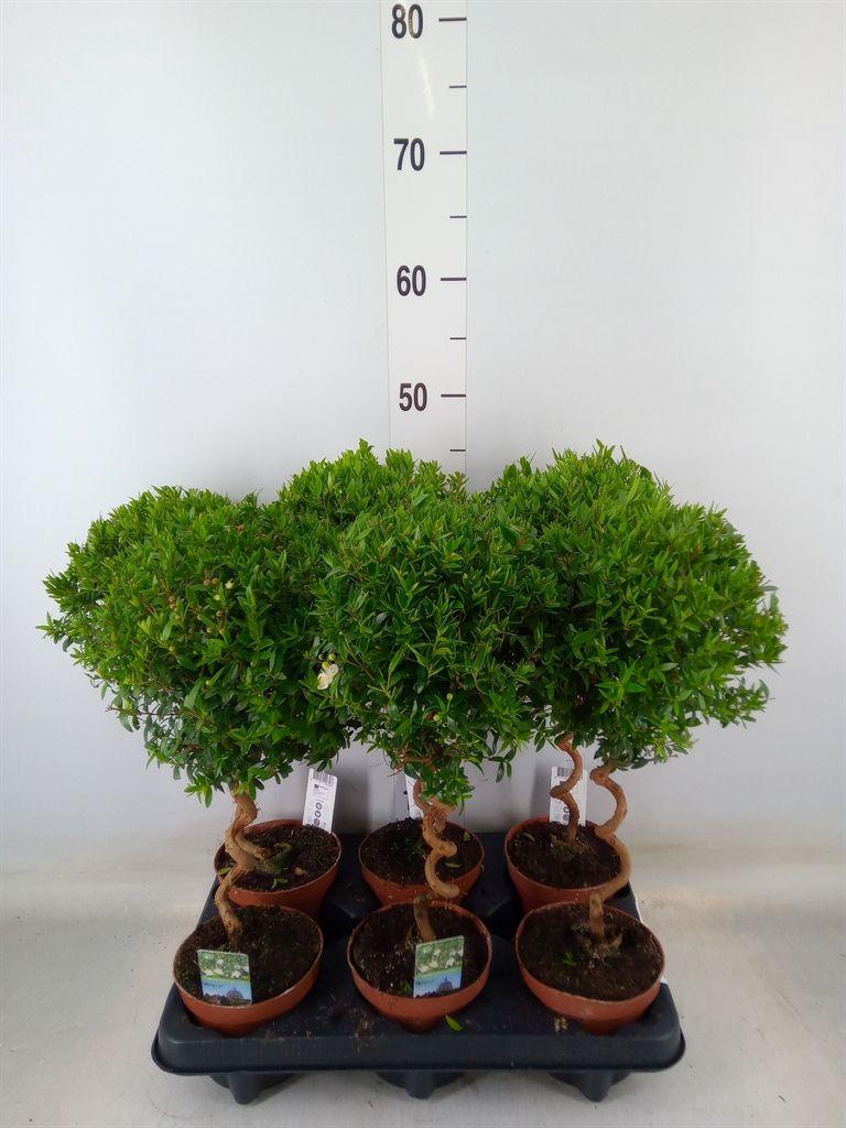 Горшечные цветы и растения оптом Myrtus Communis от 6шт из Голландии с доставкой по России