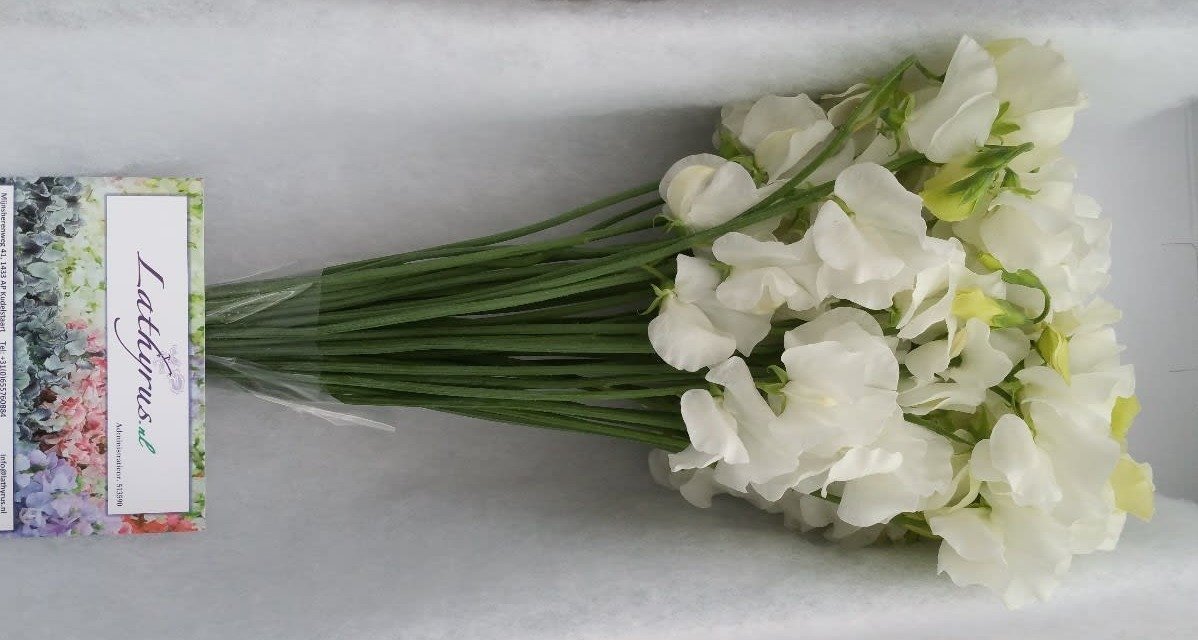 Срезанные цветы оптом Lathyrus winter sunshine white от 50шт. из Голландии с доставкой по России