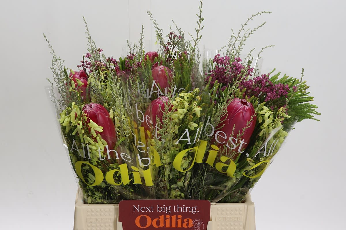 Срезанные цветы оптом Protea bq от 10шт.. из Голландии с доставкой по России