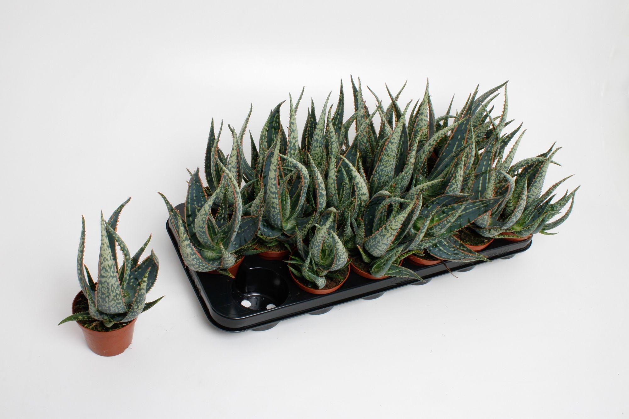 Горшечные цветы и растения оптом Aloe Carola от 12шт (для телеги) из Голландии с доставкой по России