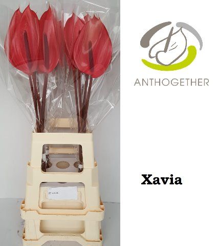 Срезанные цветы оптом Anthurium xavia от 30шт из Голландии с доставкой по России