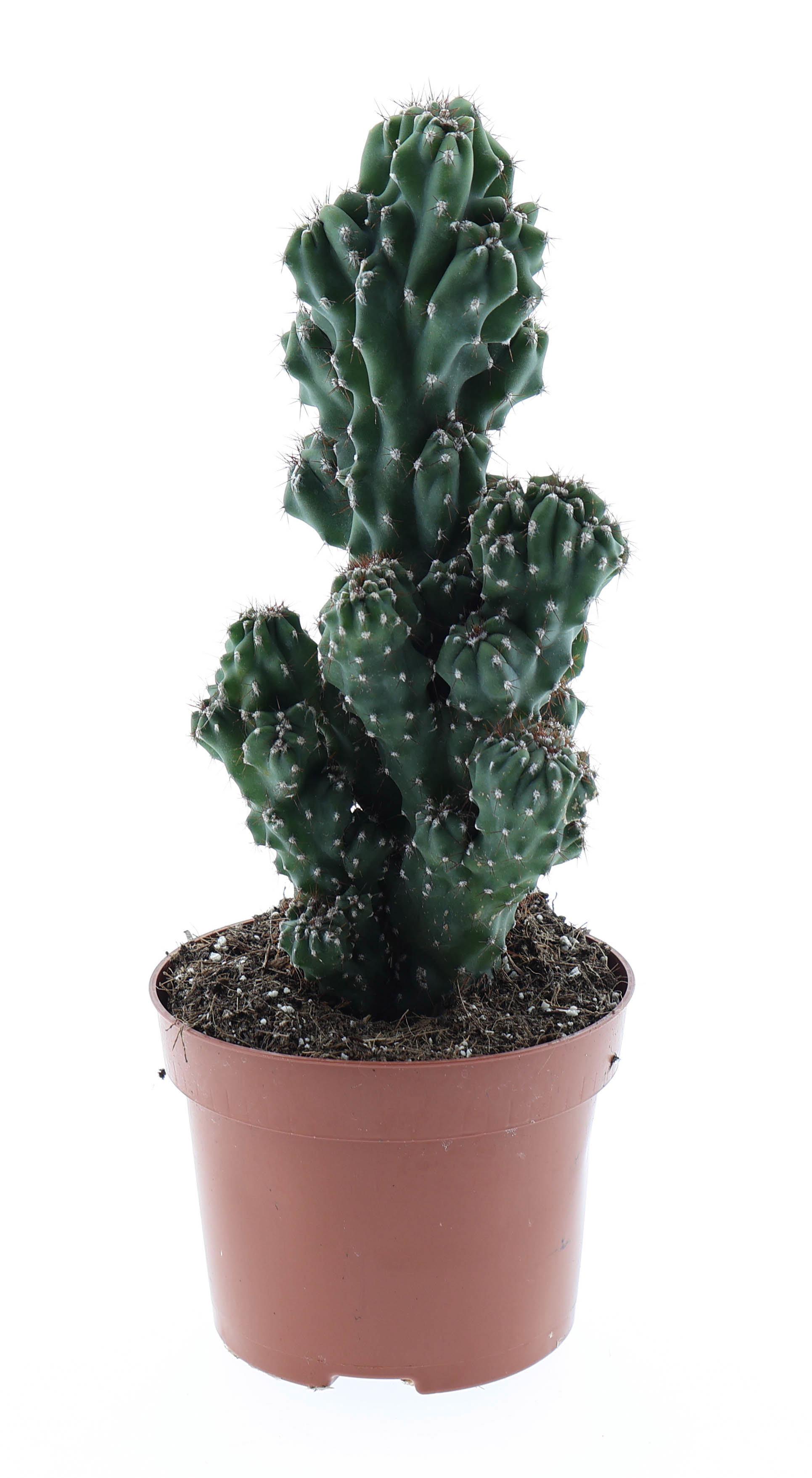 Горшечные цветы и растения оптом Cereus Peruvianus Monstrosus от 6шт из Голландии с доставкой по России