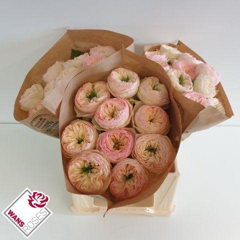 Срезанные цветы оптом Rosa large pinky pie от 30шт из Голландии с доставкой по России