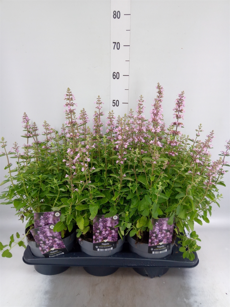 Горшечные цветы и растения оптом Nepeta   ... от 6шт из Голландии с доставкой по России