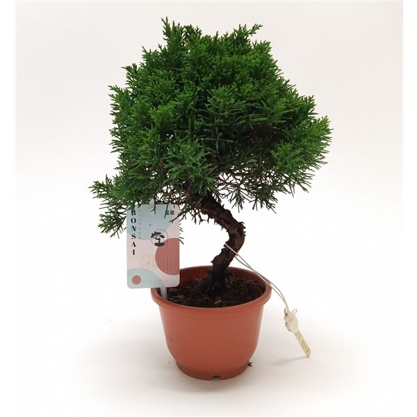 Горшечные цветы и растения оптом Bonsai Juniperus от 1шт из Голландии с доставкой по России