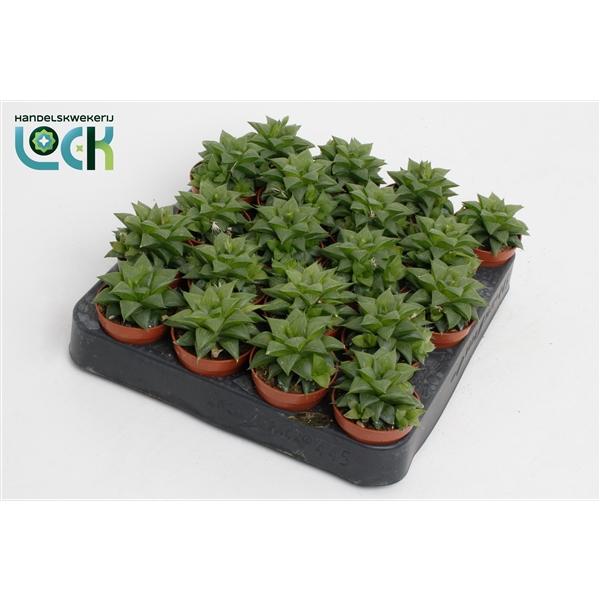 Горшечные цветы и растения оптом Haworthia Cymbiformis от 20шт (для телеги) из Голландии с доставкой по России