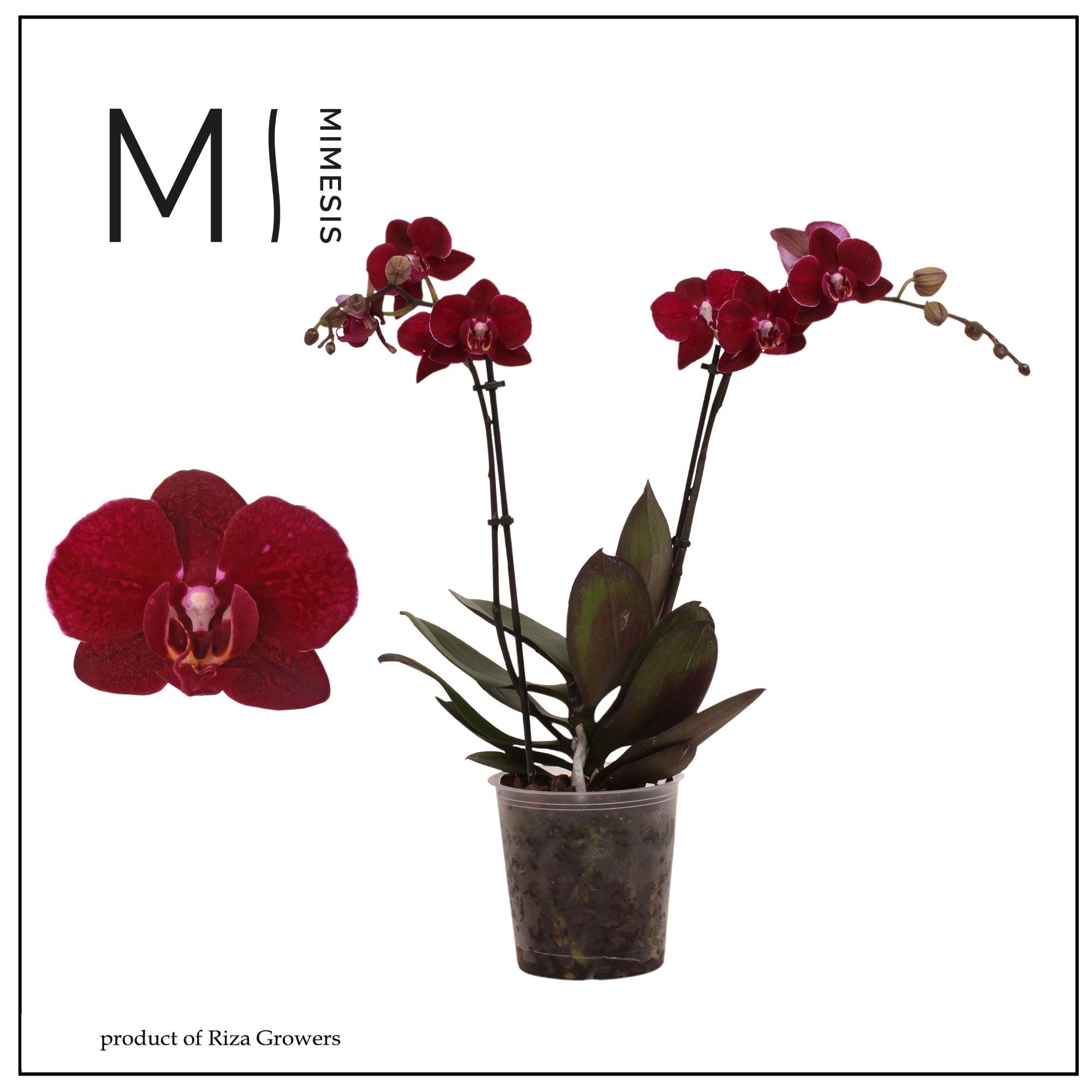 Горшечные цветы и растения оптом Phal 2st Cartagena 22+ (orchid Growers) от 10шт из Голландии с доставкой по России