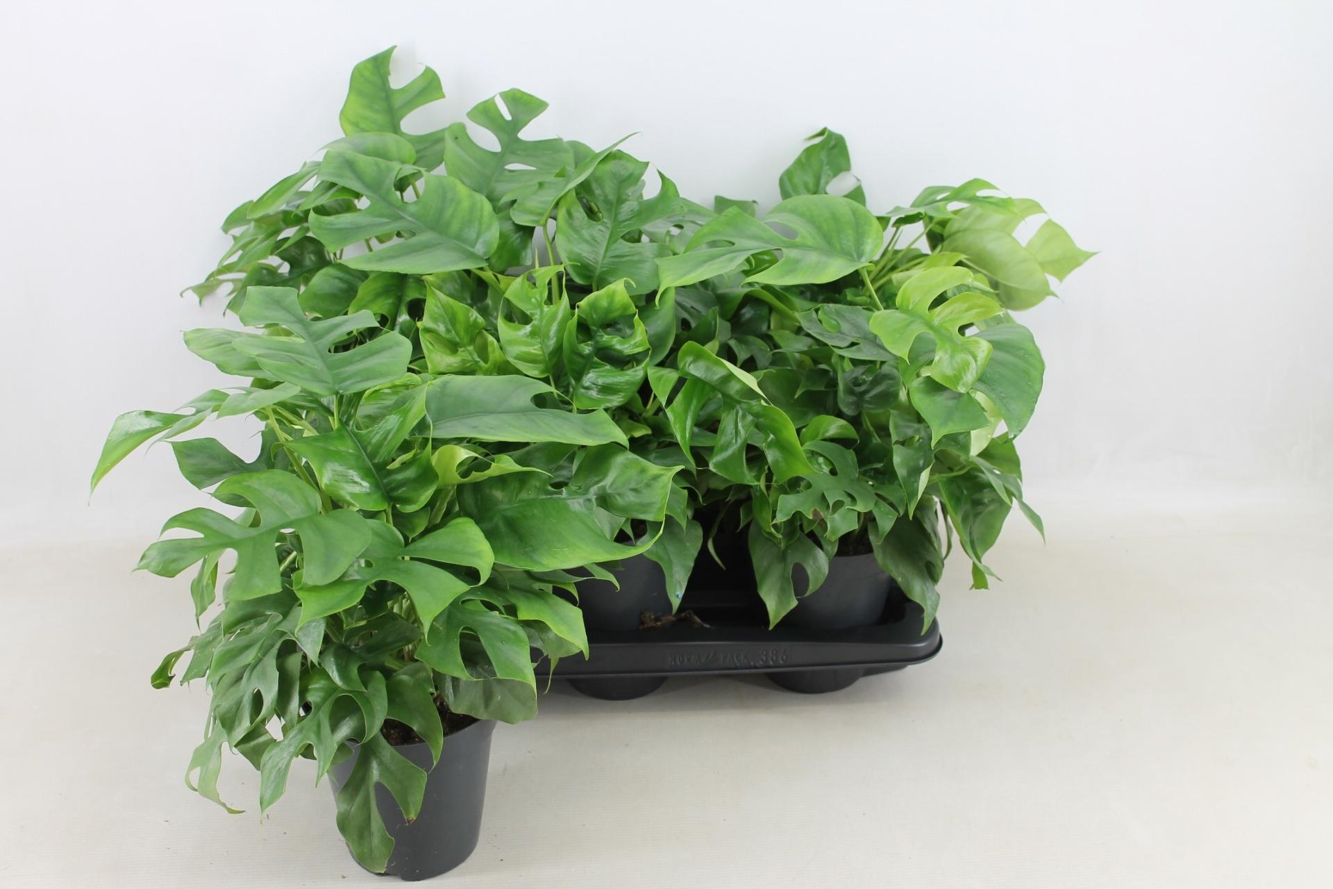 Горшечные цветы и растения оптом Rhaphido Tetrasperma от 6шт из Голландии с доставкой по России
