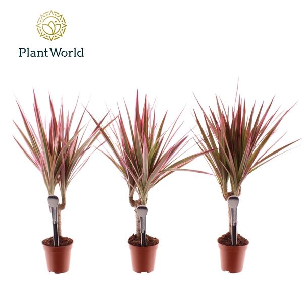 Горшечные цветы и растения оптом Drac Make-upz Pink (decorum) от 20шт (для телеги) из Голландии с доставкой по России