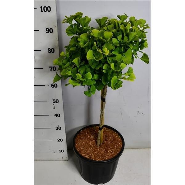 Горшечные цветы и растения оптом Ginkgo Biloba Mariken от 1шт из Голландии с доставкой по России
