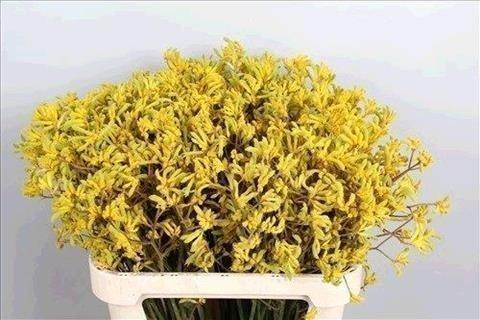 Срезанные цветы оптом Anigozanthos yellow от 100шт из Голландии с доставкой по России