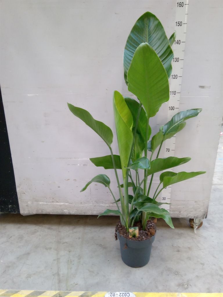 Горшечные цветы и растения оптом Strelitzia Nicolai от 1шт' из Голландии с доставкой по России