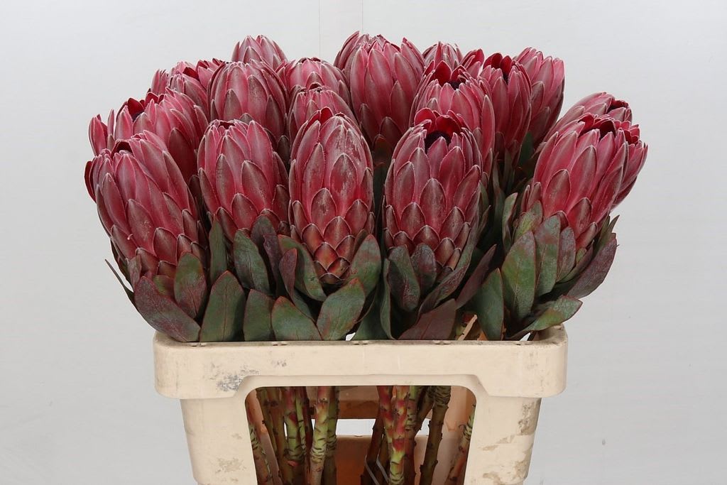 Срезанные цветы оптом Protea sharon от 20шт из Голландии с доставкой по России