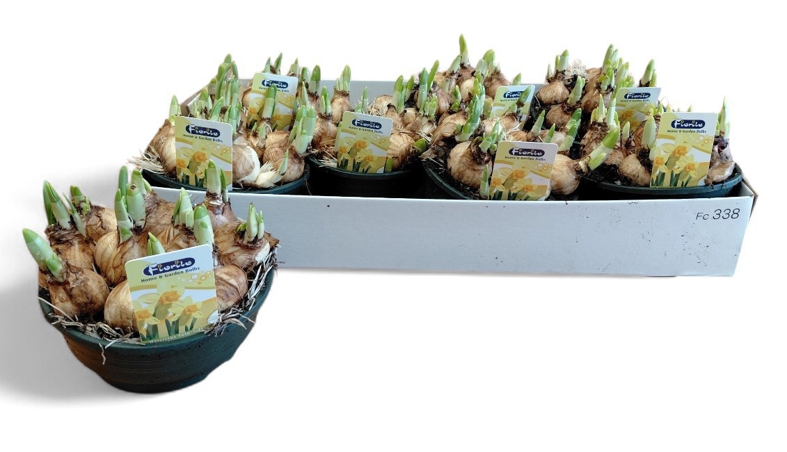 Горшечные цветы и растения оптом Narc O Tete A Tete от 7шт из Голландии с доставкой по России