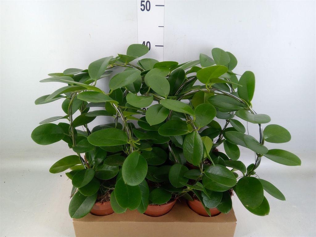 Горшечные цветы и растения оптом Hoya Australis от 6шт из Голландии с доставкой по России