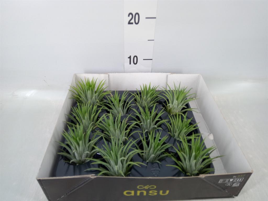 Горшечные цветы и растения оптом Tillandsia Ionantha от 12шт (для телеги) из Голландии с доставкой по России