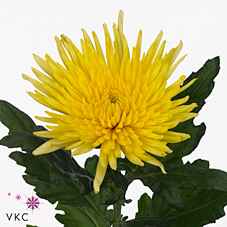 Срезанные цветы оптом Chrys bl anastasia sunny от 60шт из Голландии с доставкой по России