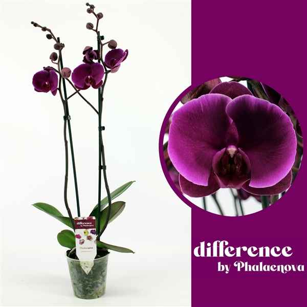 Горшечные цветы и растения оптом Phal 2st Joyride 18+ (phalaenova) от 10шт из Голландии с доставкой по России
