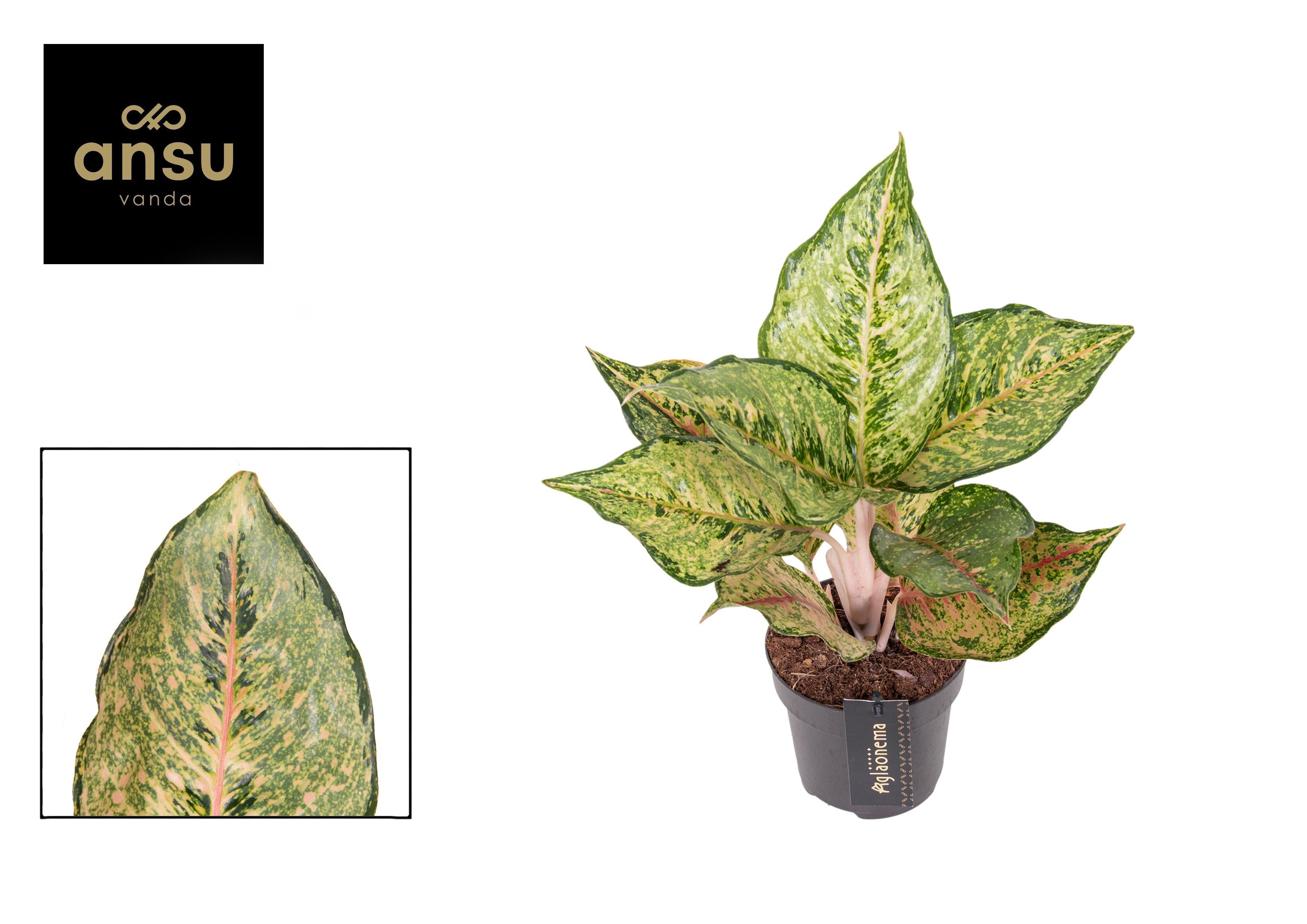 Горшечные цветы и растения оптом Aglaonema Pistachio Pink от 6шт из Голландии с доставкой по России