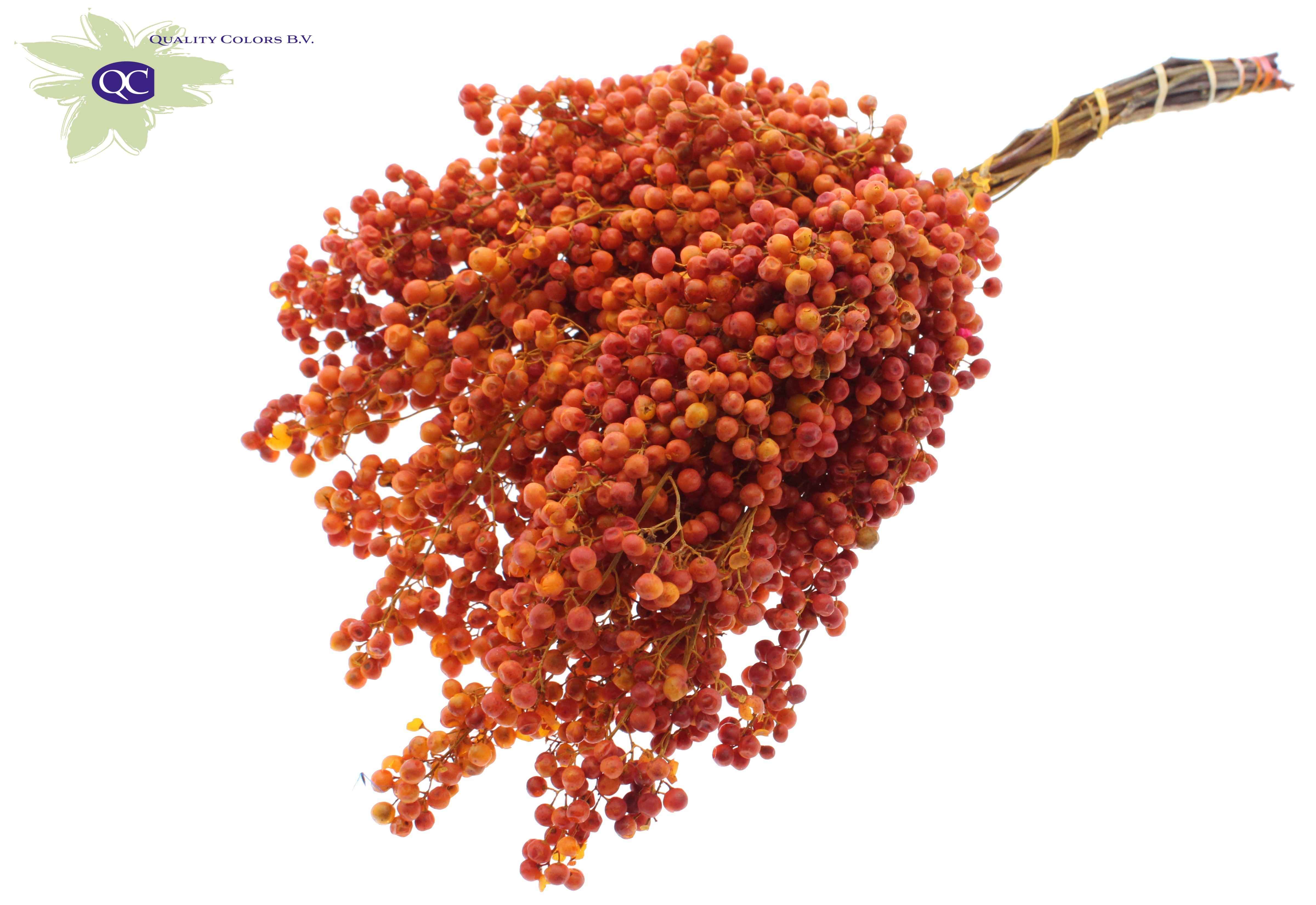 Срезанные цветы оптом Pepperberries per bunch in poly terracotta от 5шт из Голландии с доставкой по России