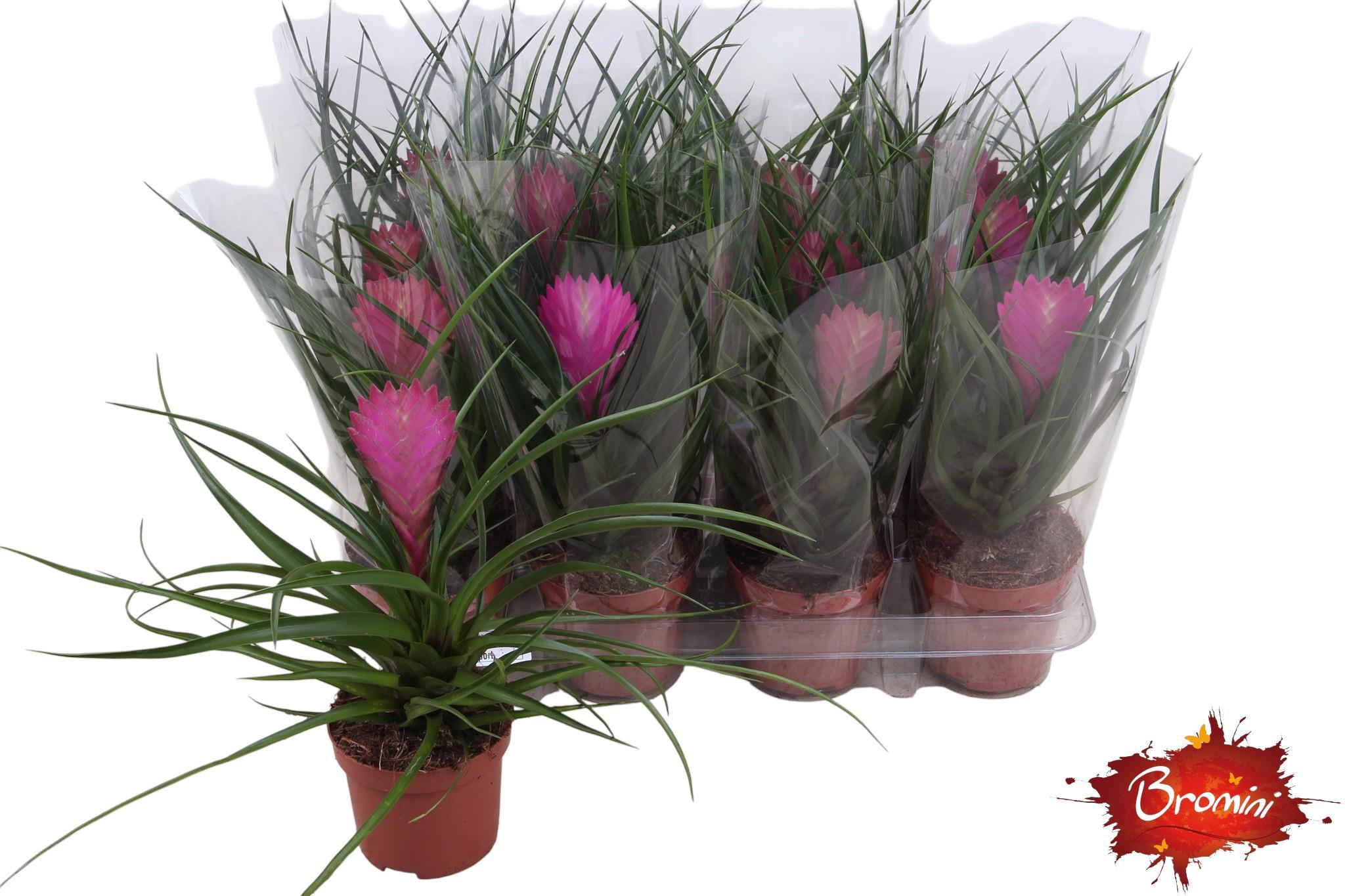 Горшечные цветы и растения оптом Till Cyanea от 12шт (для телеги) из Голландии с доставкой по России Горшечные цветы и растения оптом Till Cyanea от 12шт (для телеги) из Голландии с доставкой по России