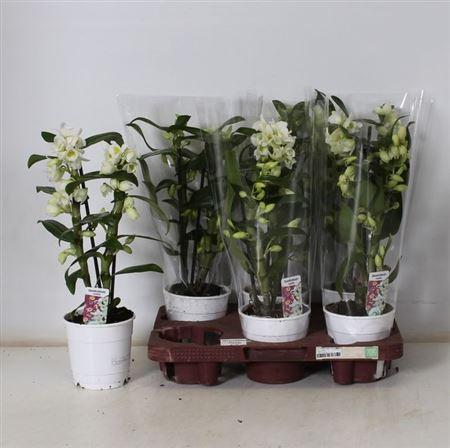 Горшечные цветы и растения оптом ** Dendr N Sc Apollon 2 Branches * Spring Deal * от 6шт из Голландии с доставкой по России