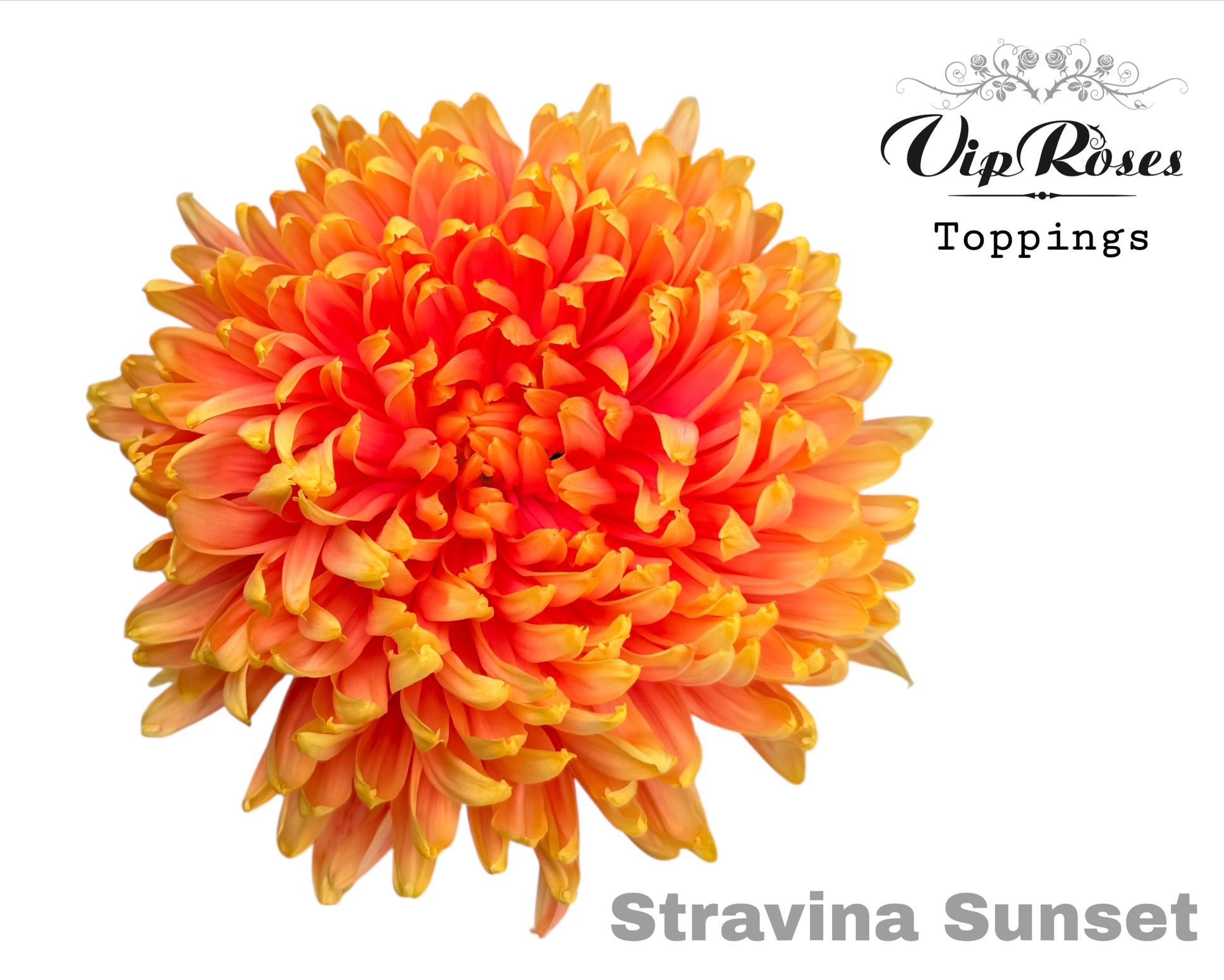 Срезанные цветы оптом Chrys bl paint stravina sunset от 20шт из Голландии с доставкой по России