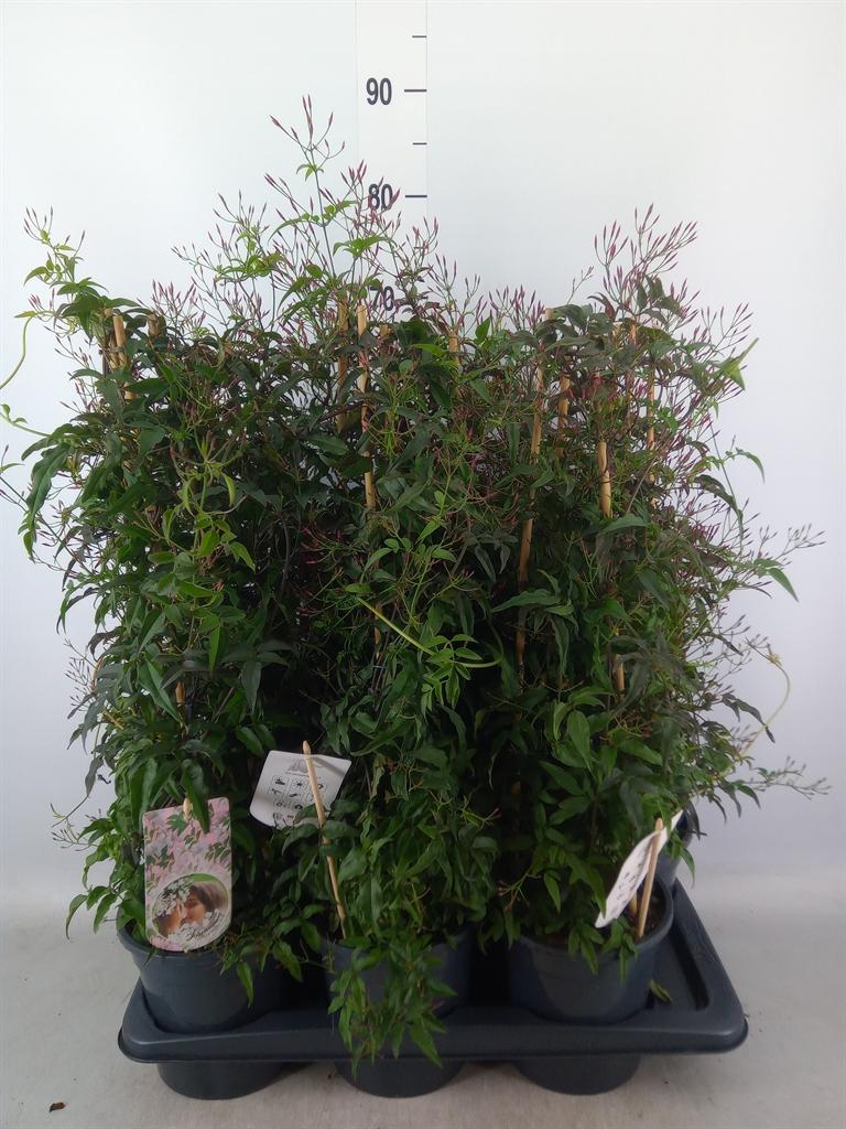 Горшечные цветы и растения оптом Jasminum Polyanthum   ...rose от 6шт из Голландии с доставкой по России