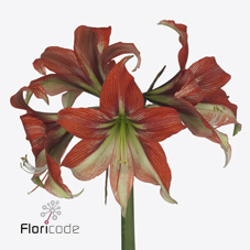 Срезанные цветы оптом Hippeastrum happy valley от 12шт из Голландии с доставкой по России