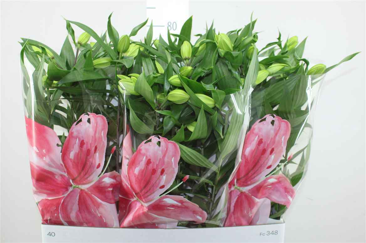 Горшечные цветы и растения оптом Lil Or Roselilly Sara 5pp Double Pink от 5шт из Голландии с доставкой по России