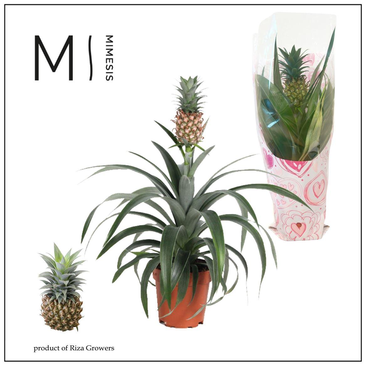 Горшечные цветы и растения оптом Ananas Mi Amigo - 12cm Valence ? M от 6шт из Голландии с доставкой по России