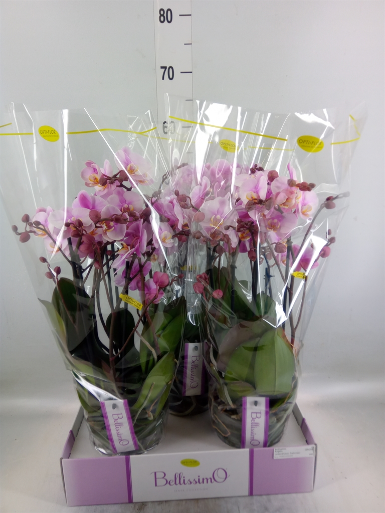 Горшечные цветы и растения оптом Phalaenopsis Multi.   ...rose от 3шт из Голландии с доставкой по России