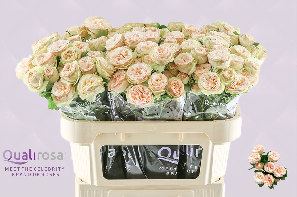 Срезанные цветы оптом Rosa spray gentle trendsetter от 30шт из Голландии с доставкой по России