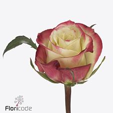 Срезанные цветы оптом Rosa large her majesty от 40шт из Голландии с доставкой по России