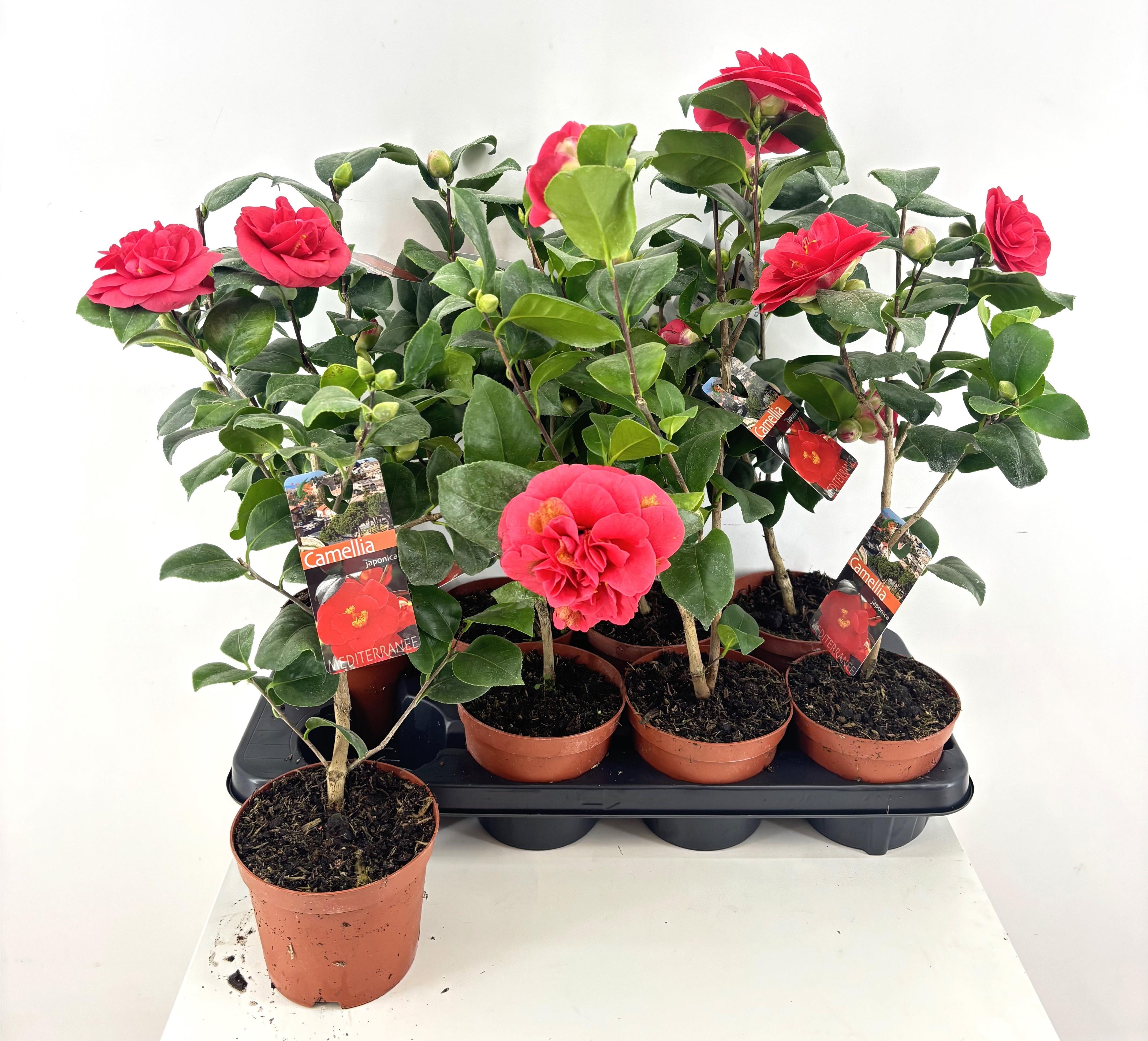 Горшечные цветы и растения оптом Came Japonica от 8шт из Голландии с доставкой по России